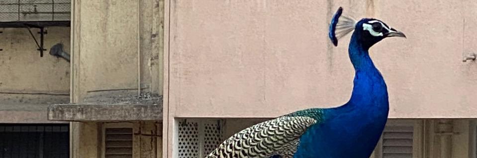 dinzaach's profile banner image