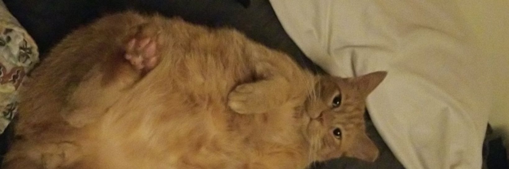 Shaunneth_'s profile banner image