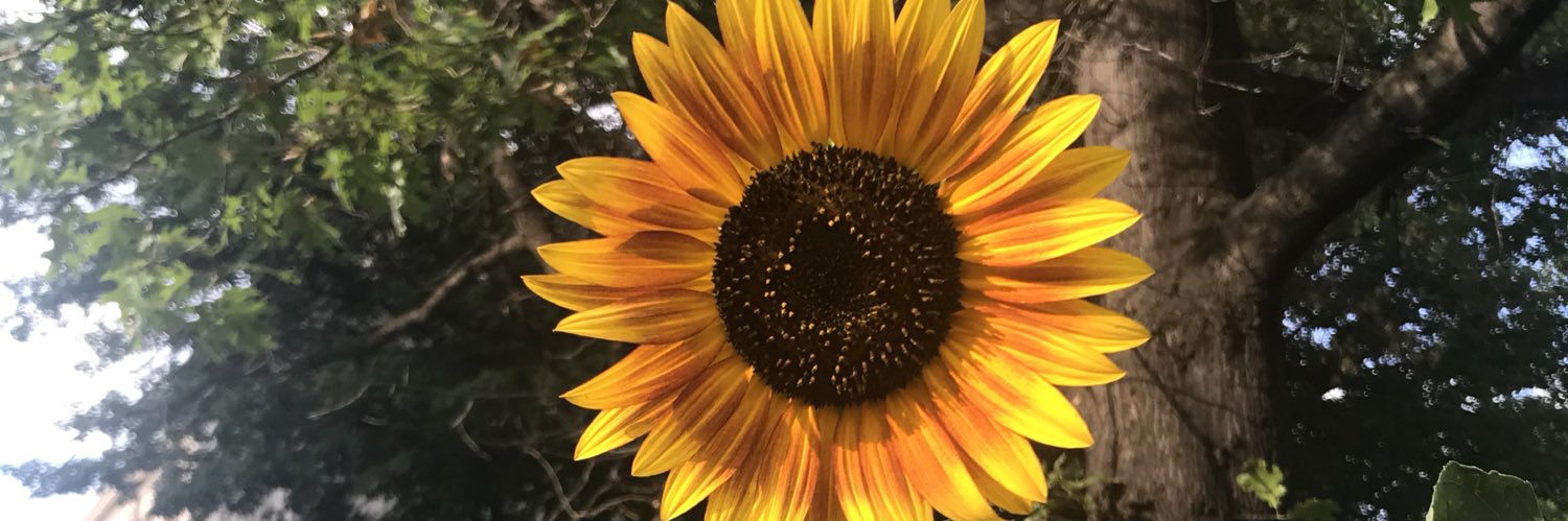 Shan_Feld's profile banner image