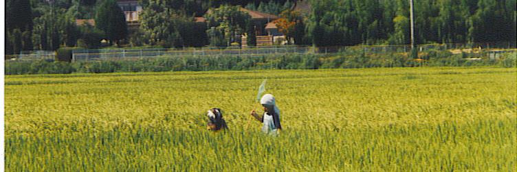 織田真由美 banner