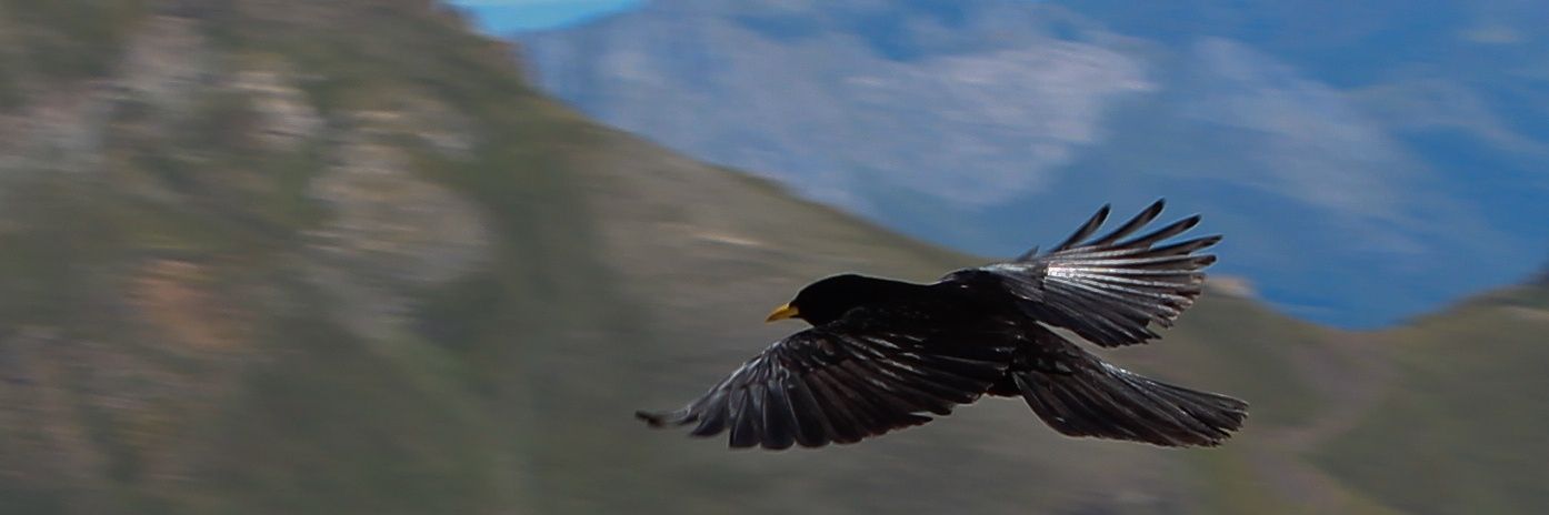 IRSasian's profile banner image