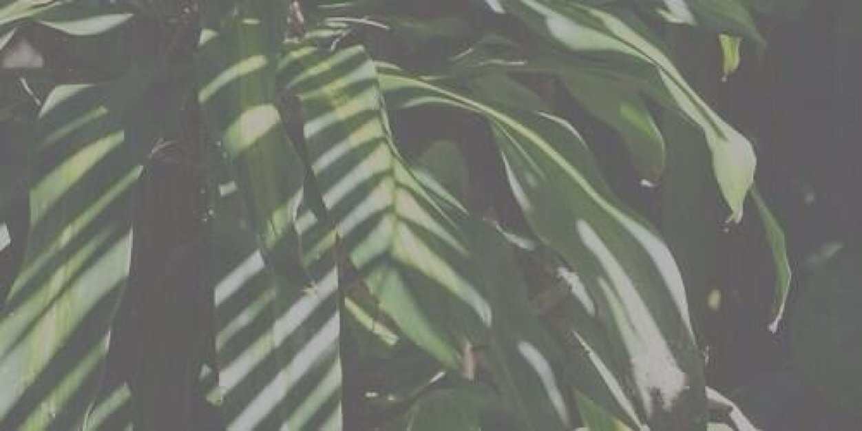 drissgdr's profile banner image