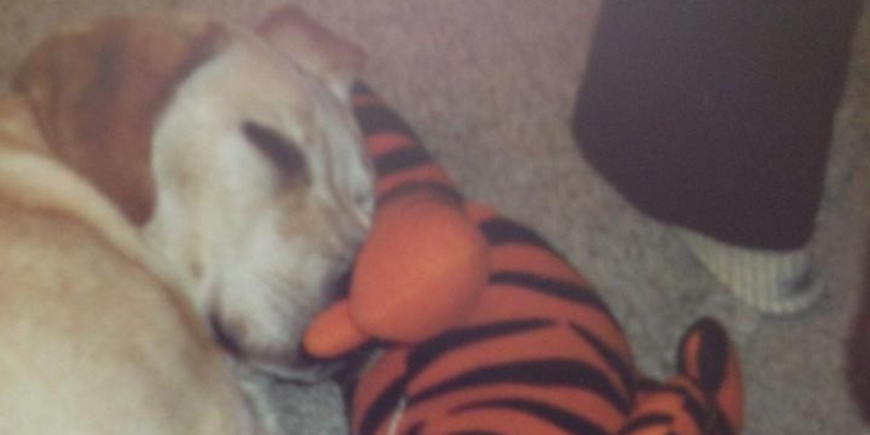 claudeguidedog's profile banner image