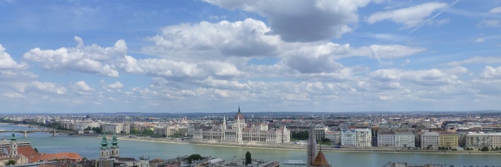 Dorothy Steiner banner