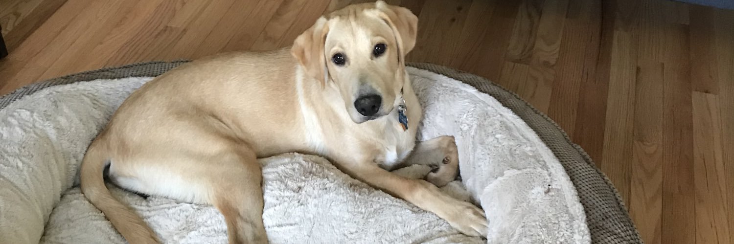 NAABSA 🇮🇳 banner