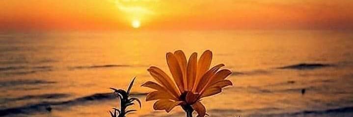 Amrita More 🇮🇳 banner