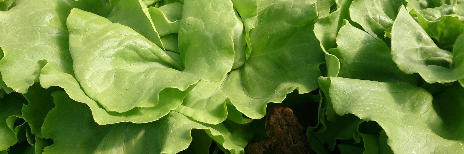 MarvEdFarm's profile banner image