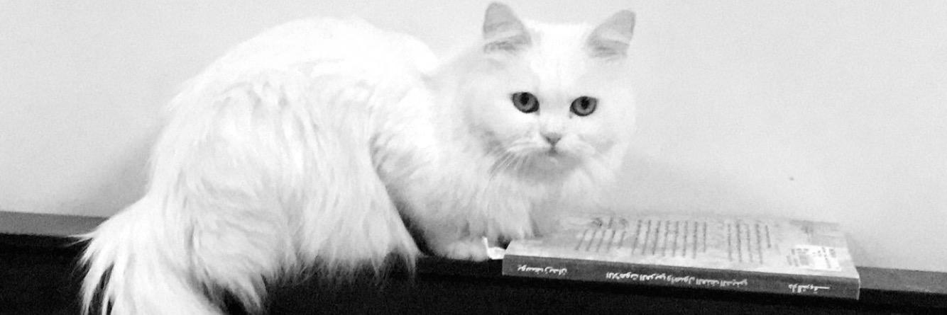 fslzadja's profile banner image