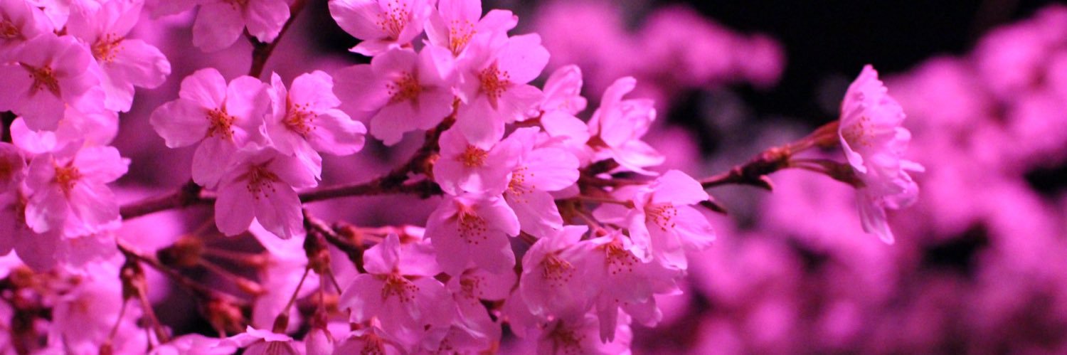 _yama_P_'s profile banner image