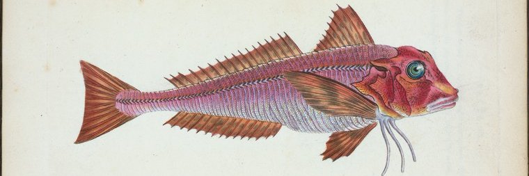 Alice Sadglis banner