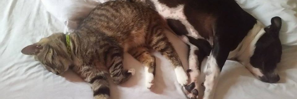 Shellyboms's profile banner image