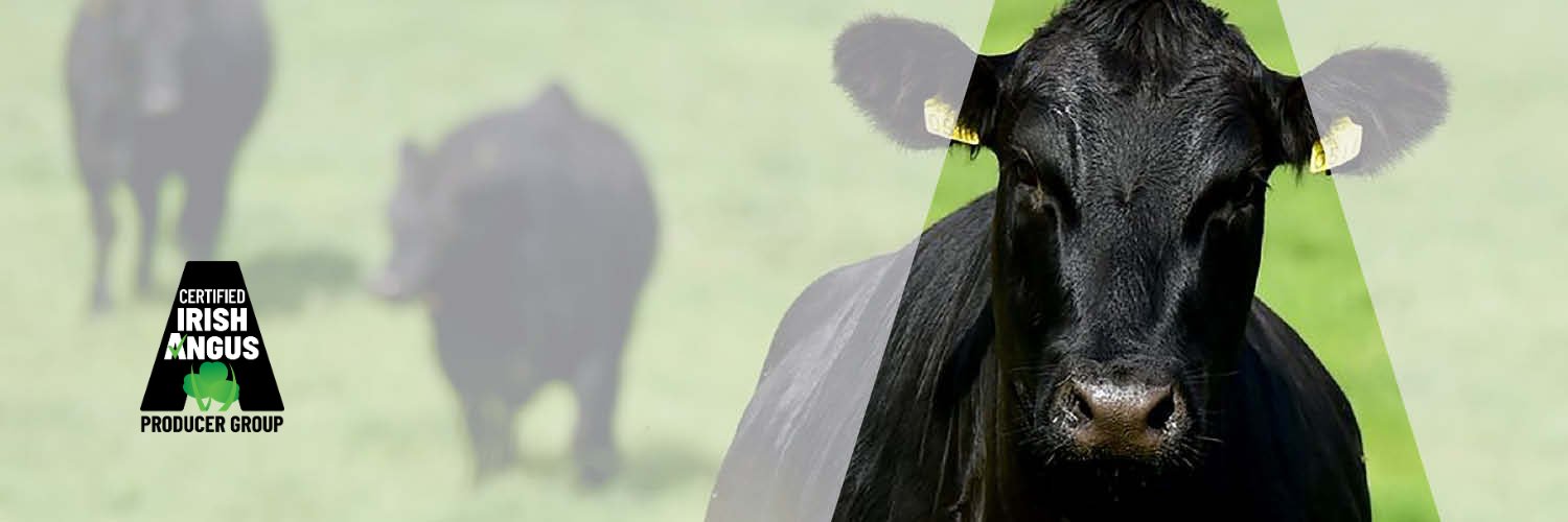 Certified Irish Angus banner