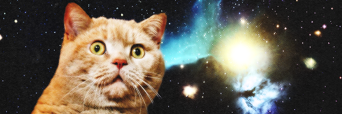 CatnipOn_Fire's profile banner image