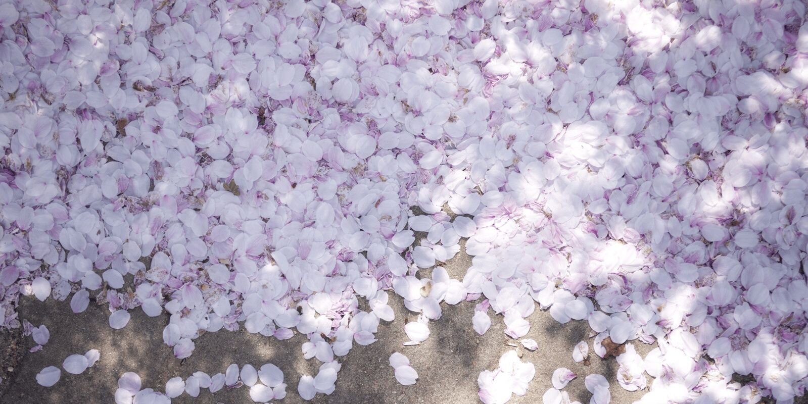 A_ffectioN__'s profile banner image