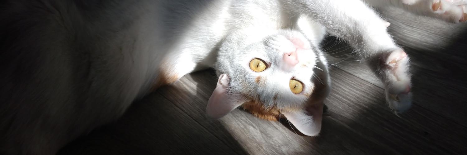 e_obrie's profile banner image