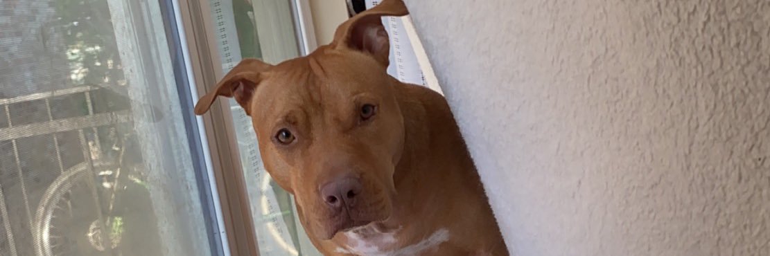 JakobDingler's profile banner image