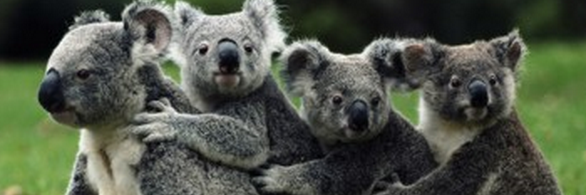 Hermandad_aps's profile banner image