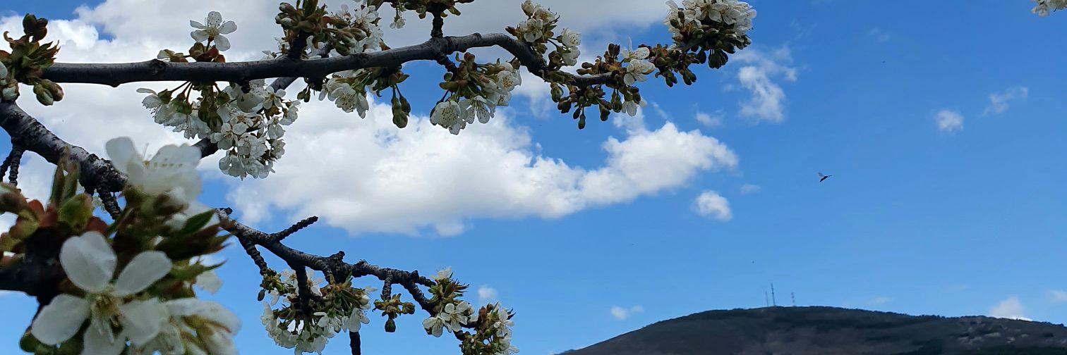 RojoElenaG's profile banner image