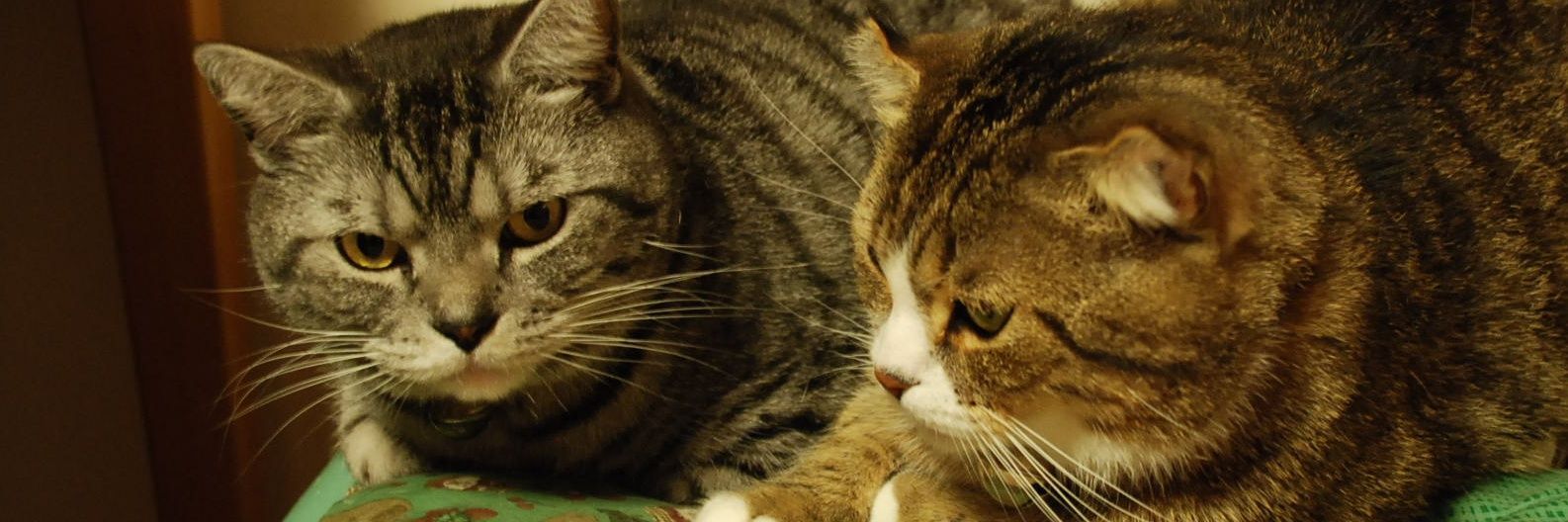 １２８ＱＡＭ banner