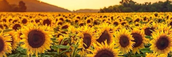 ReneeD1979 Profile Banner