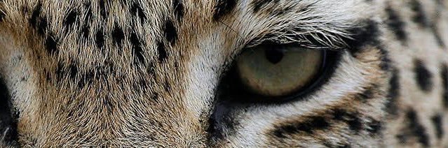 seiyoleus's profile banner image