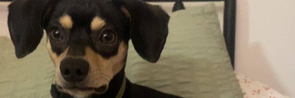 lyssaloupoo's profile banner image