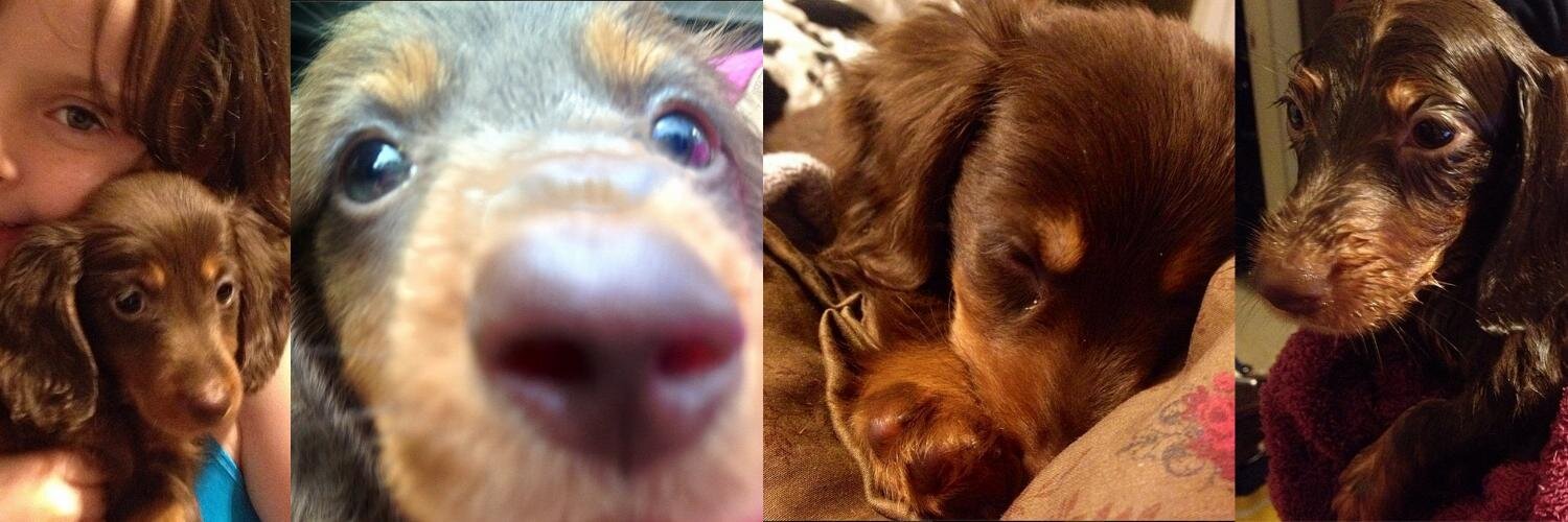 TeddytheHotdog's profile banner image