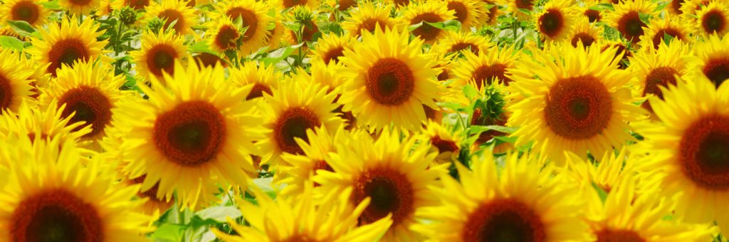 cbtsunflower's profile banner image