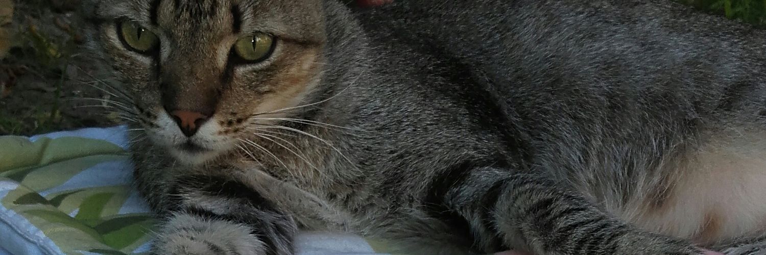 a_busten's profile banner image