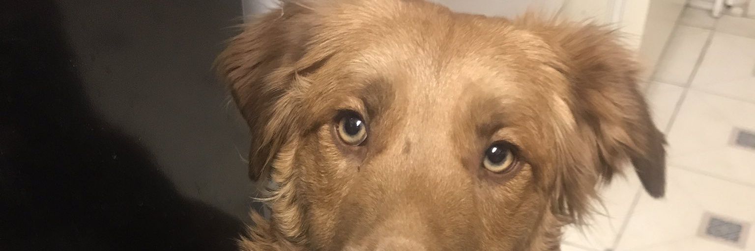 ThatBoiRobbyD's profile banner image