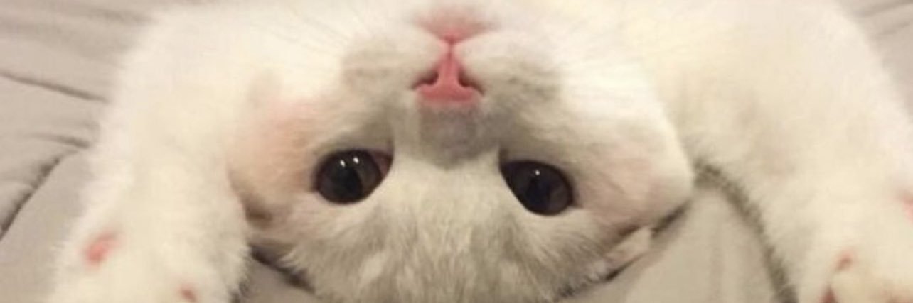 shafamly's profile banner image