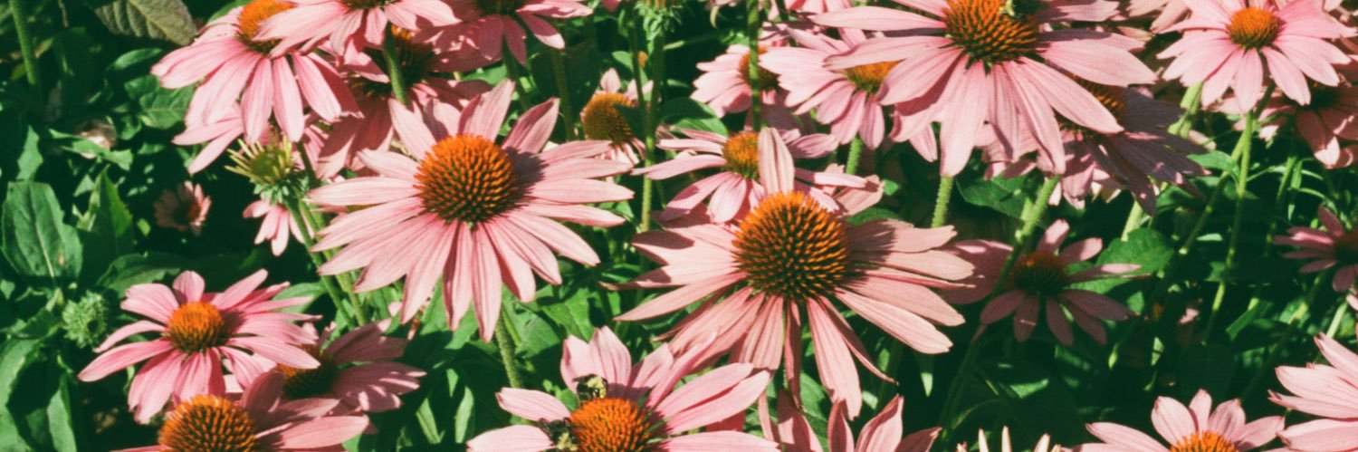 emy_rogers's profile banner image