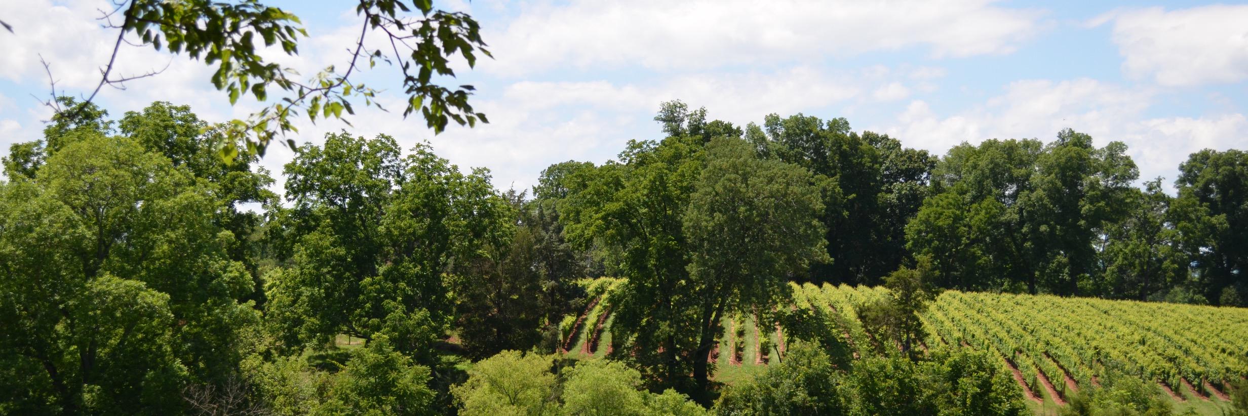 Wardman Wines banner