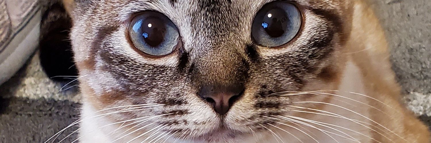 apopoz925's profile banner image