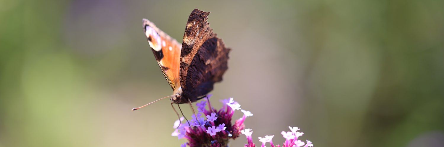 Mark Wilson-Thomas banner