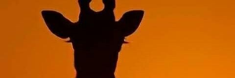 EsmePoot's profile banner image