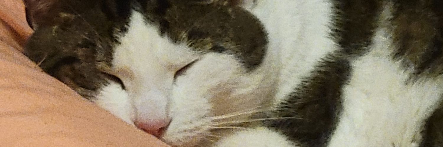 Kitten banner