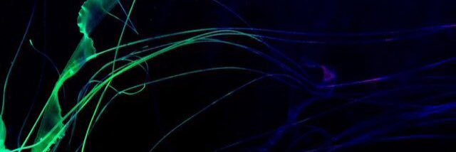 ryo_inuyama's profile banner image