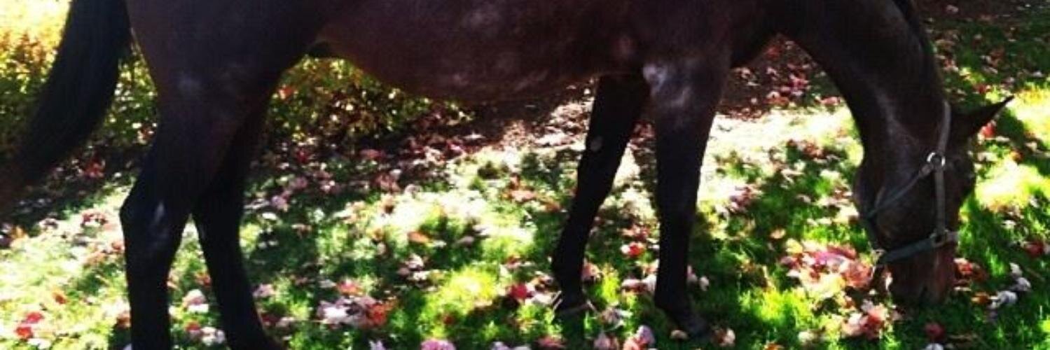 Alexa__Hunt's profile banner image