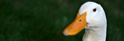 RandysUnited's profile banner image