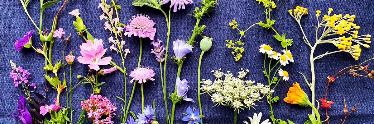 Laura Willcocks banner