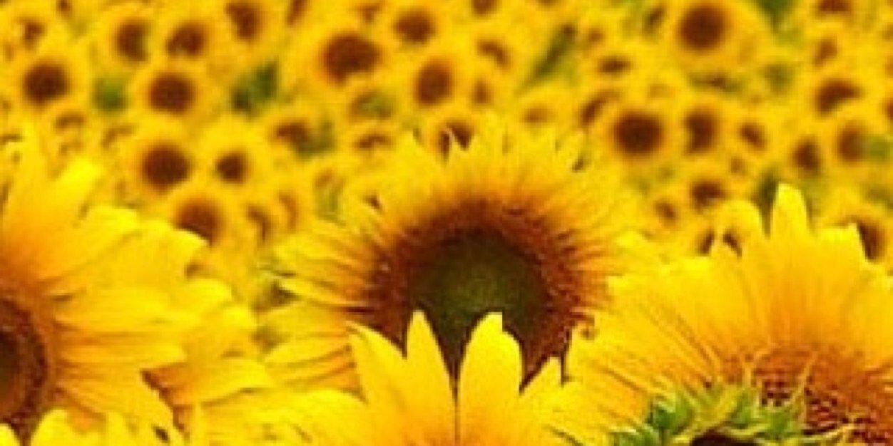 Ruaan_L's profile banner image