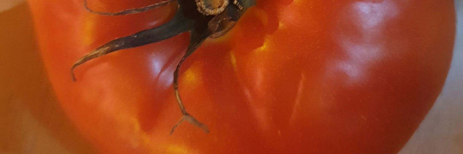 Marianela banner