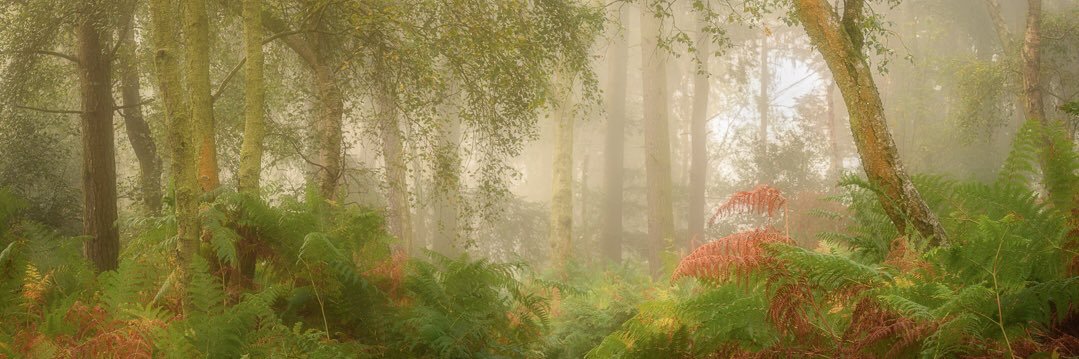 𝙳𝚊𝚟𝚎 𝚈𝚘𝚞𝚗𝚐 banner