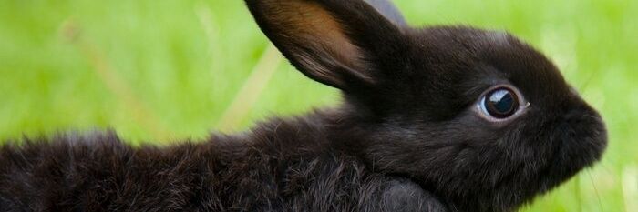 Black Bunny (5K) banner