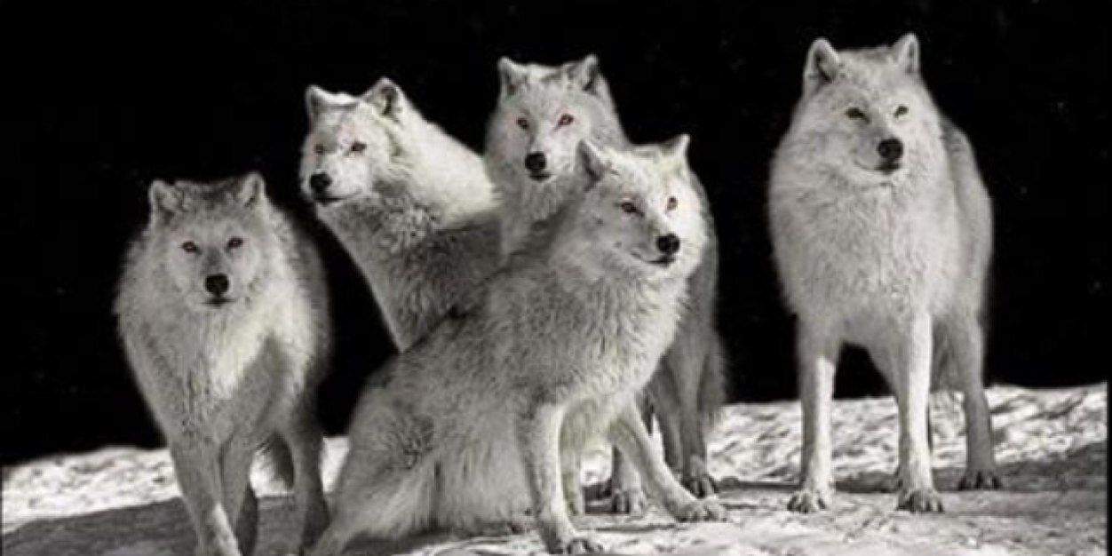 william_curtis1's profile banner image
