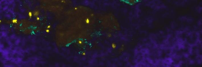 Cristina Lo Celso banner