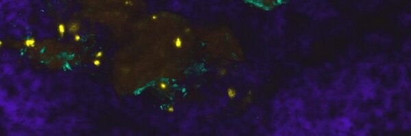 HSCwatcher Profile Banner