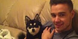 DogLiampayne's profile banner image