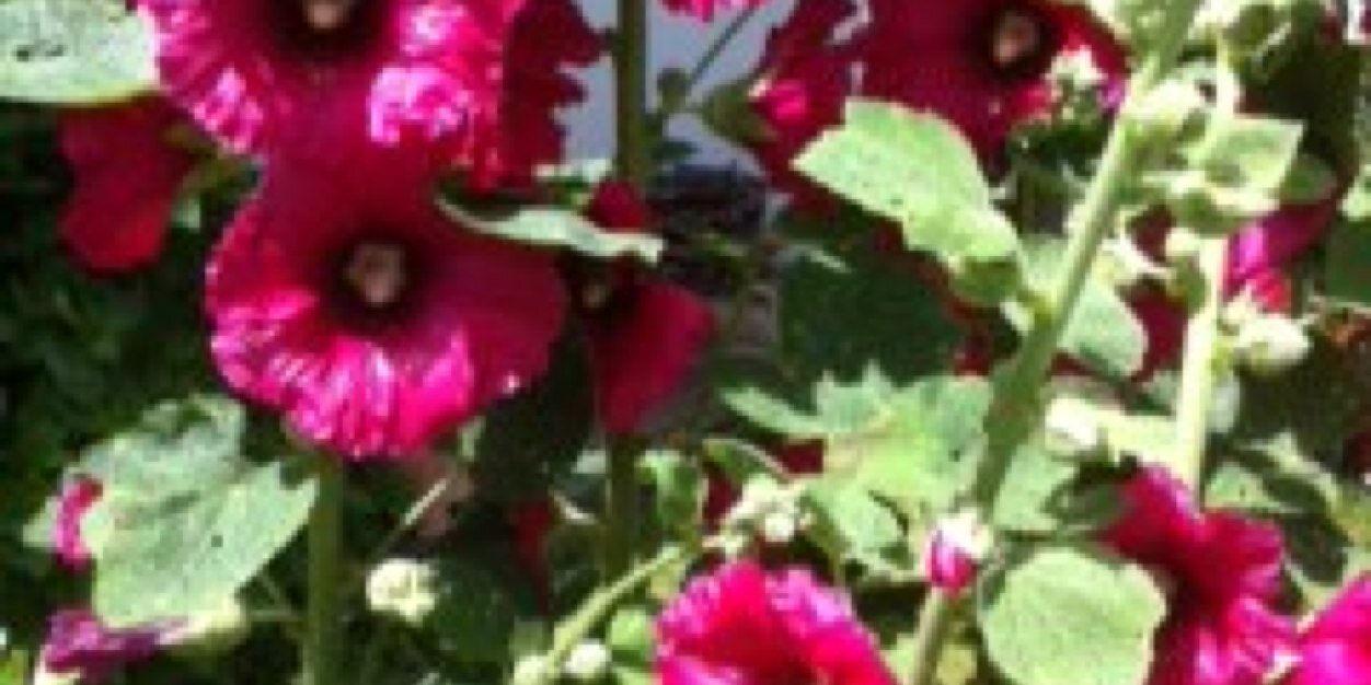 billesocio's profile banner image